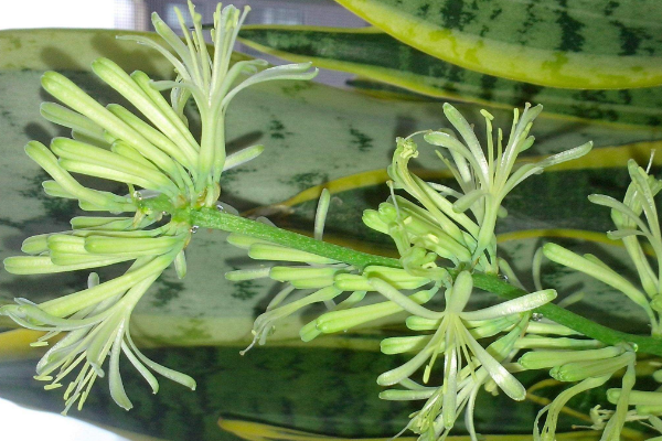 虎皮蘭開花圖片,好看的虎皮蘭開花欣賞