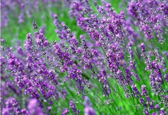 薰衣草花語和寓意,愛情的等待、堅定永恒的真愛