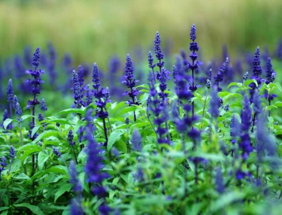 薰衣草花語和寓意,愛情的等待、堅定永恒的真愛