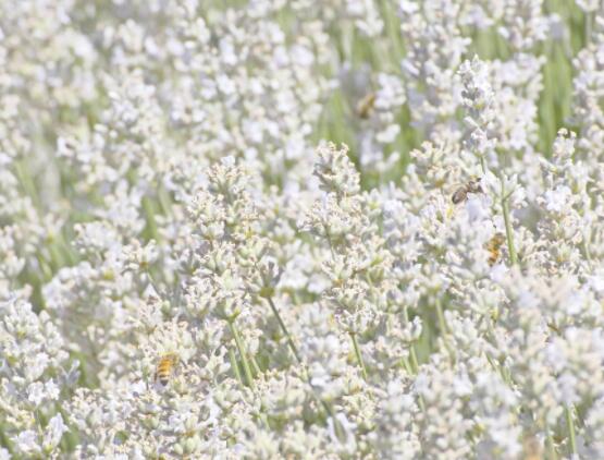 薰衣草花語和寓意,愛情的等待、堅定永恒的真愛