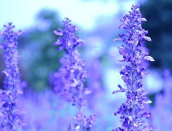 薰衣草花語和寓意,愛情的等待、堅定永恒的真愛