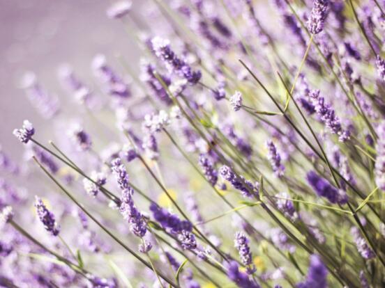 薰衣草花語和寓意,愛情的等待、堅定永恒的真愛