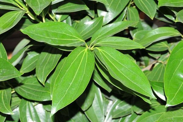 平安樹的葉子怎么養綠,讓葉子變綠的5大技巧