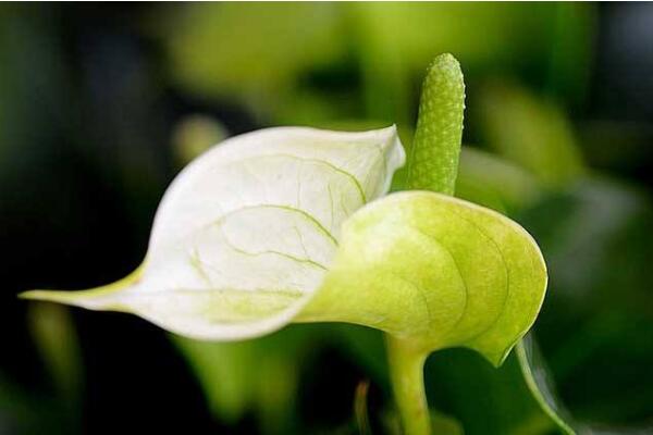 一帆風順有什么好處,觀賞、凈化以及藥用價值