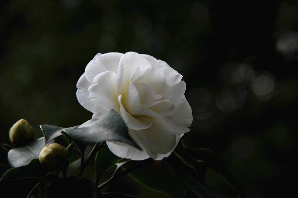 山茶花的寓意是什么,山茶花花語:理想的愛、謙讓