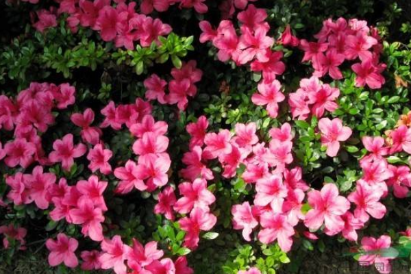 杜鵑花是否有毒,黃、白色的杜鵑花有毒