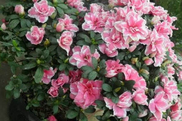 杜鵑花是否有毒,黃、白色的杜鵑花有毒