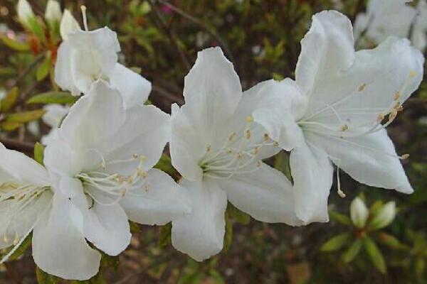 杜鵑花是否有毒,黃、白色的杜鵑花有毒