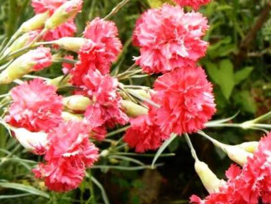送康乃馨代表什么,母親我愛(ài)你、溫馨的祝福