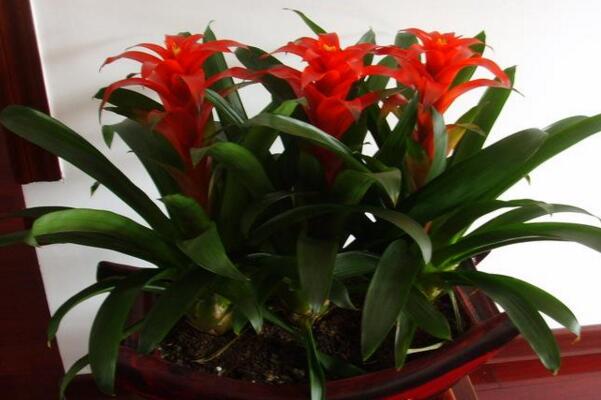 鴻運當頭開完花怎么養(yǎng),及時進行分株