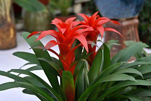 鴻運當頭開完花怎么養(yǎng),及時進行分株