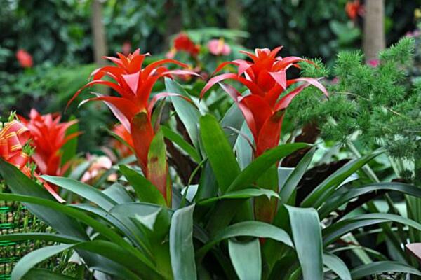 鴻運當頭開完花怎么養(yǎng),及時進行分株