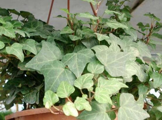 常春藤開花嗎,花期從秋季一直到春季