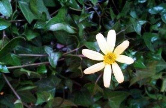常春藤開花嗎,花期從秋季一直到春季