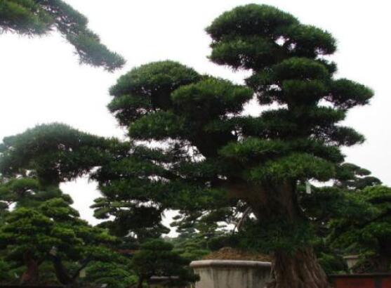羅漢松風水學(xué)和寓意,趨吉避兇,辟邪化煞