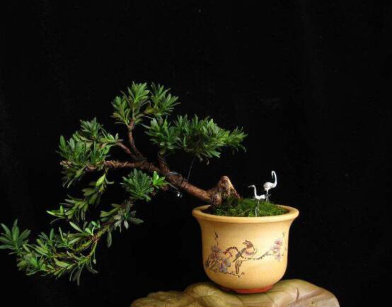 羅漢松風水學(xué)和寓意,趨吉避兇,辟邪化煞