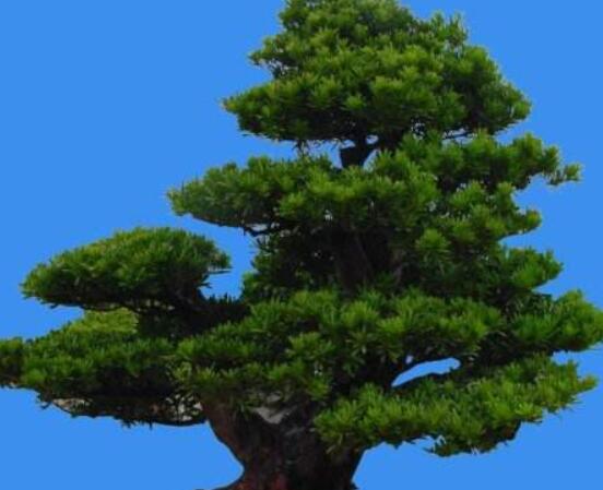羅漢松風水學(xué)和寓意,趨吉避兇,辟邪化煞