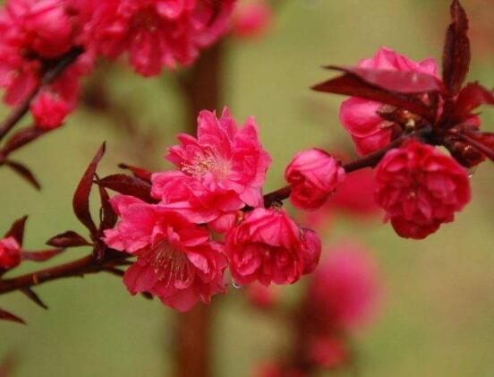 為什么說海棠花不吉利,純屬一種迷信謠言(無科學依據)