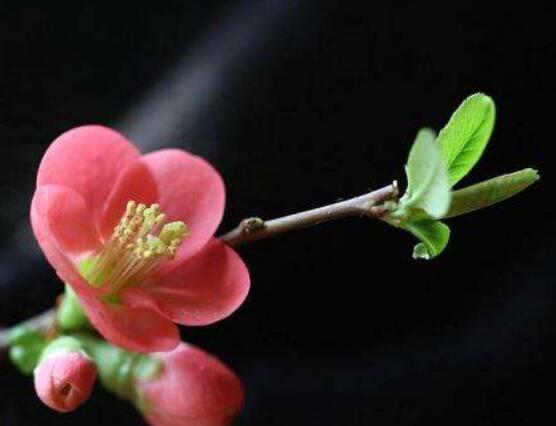 為什么說海棠花不吉利,純屬一種迷信謠言(無科學依據)