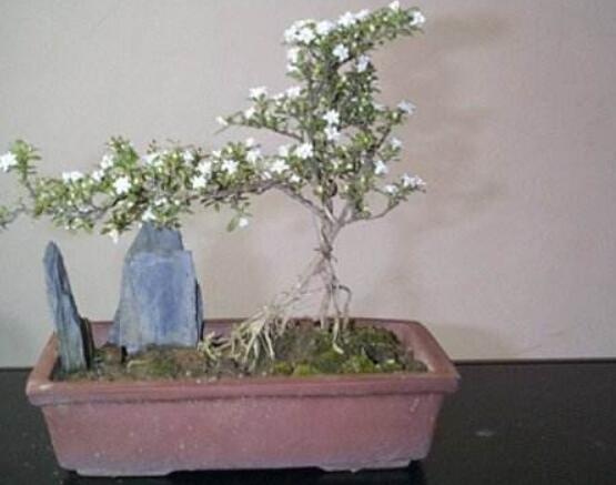 六月雪什么品種好,盤點(diǎn)六月雪最好的三個(gè)種類(陰木/金邊/山地)