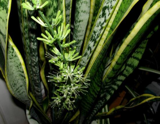 虎皮蘭開花寓意什么,寓意著發財富貴、健康長壽