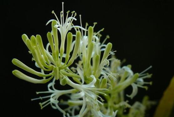 虎皮蘭開花寓意什么,寓意著發財富貴、健康長壽