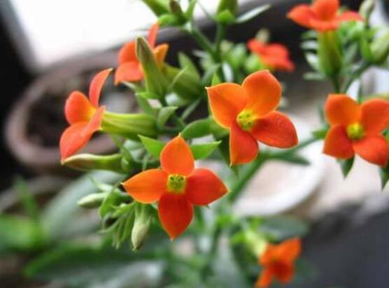 長壽花怎么養才開花,做好這五點可花開爆盆