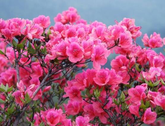 杜鵑花怎么換盆,老農教你三個簡單易學方法