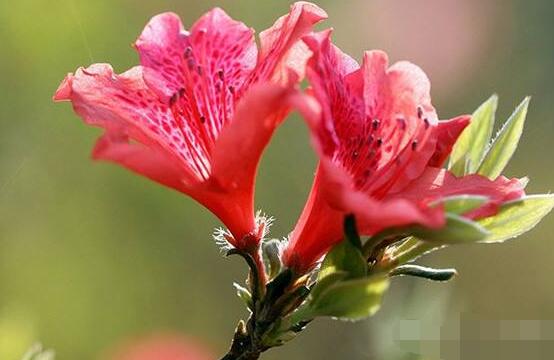 杜鵑花怎么換盆,老農教你三個簡單易學方法