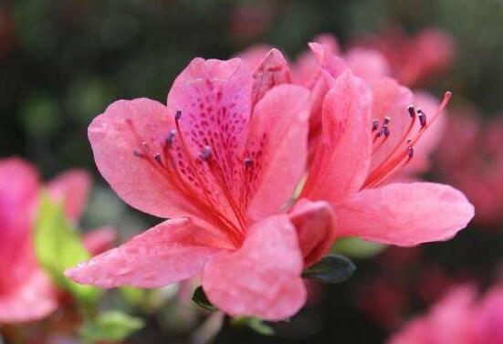 杜鵑花怎么換盆,老農教你三個簡單易學方法