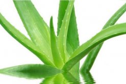 怎樣用新鮮蘆薈美容，蘆薈的美容方法