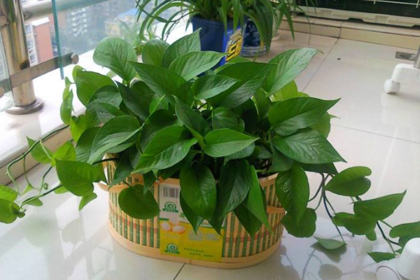 綠蘿在風水上有禁忌嗎,風水上說家中不適合養藤蔓植物