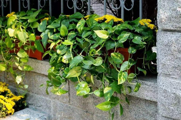 綠蘿在風水上有禁忌嗎,風水上說家中不適合養藤蔓植物