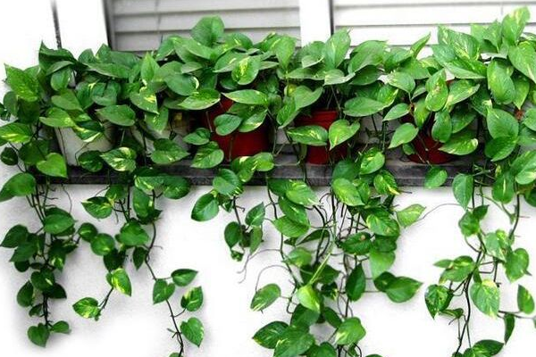 綠蘿在風水上有禁忌嗎,風水上說家中不適合養藤蔓植物