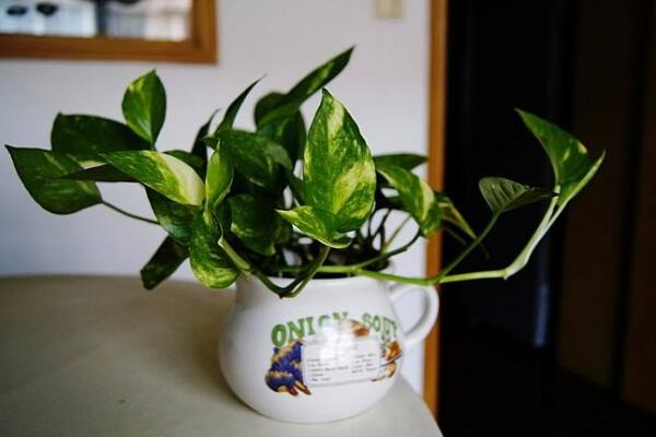 綠蘿在風水上有禁忌嗎,風水上說家中不適合養藤蔓植物