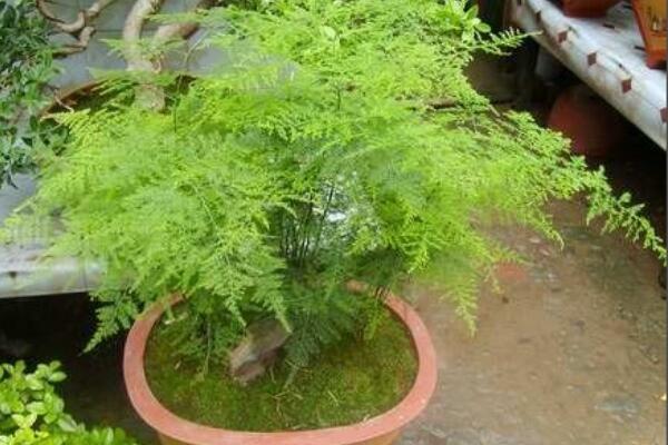 文竹泡水里能長(zhǎng)根嗎,文竹水培方法介紹