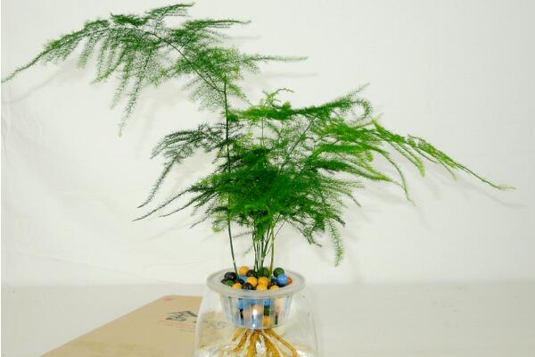 文竹泡水里能長(zhǎng)根嗎,文竹水培方法介紹