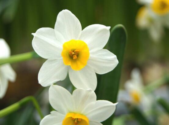 水仙花花語大全,代表著吉祥、祝福、堅(jiān)貞的愛情