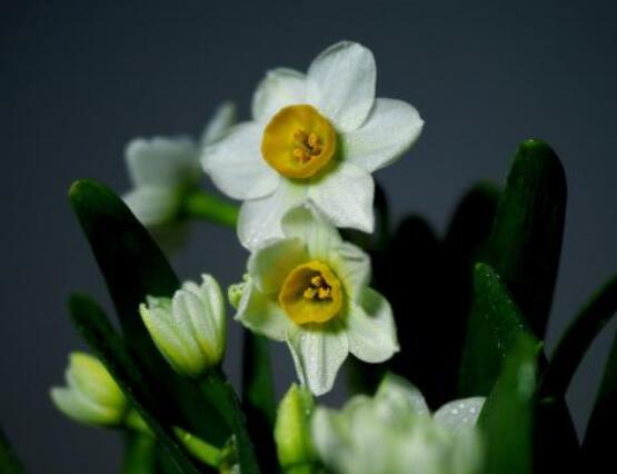 水仙花花語大全,代表著吉祥、祝福、堅(jiān)貞的愛情