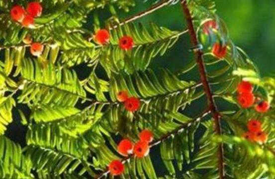 紅豆杉怎么養長得快,教你六種養殖方法生長枝繁葉茂