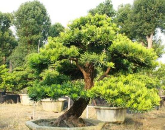 羅漢松盆景修剪技巧,教你三種修剪方法(疏剪/短剪/縮剪)