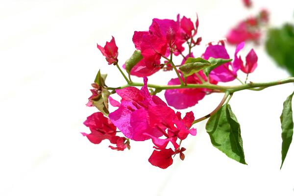 三角梅養(yǎng)殖方法,養(yǎng)殖三角梅的五個(gè)要點(diǎn)