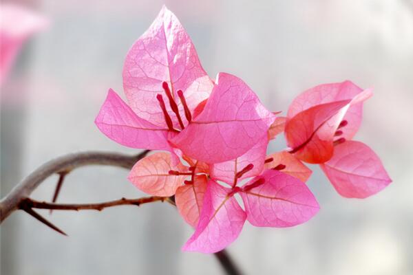 三角梅養(yǎng)殖方法,養(yǎng)殖三角梅的五個(gè)要點(diǎn)