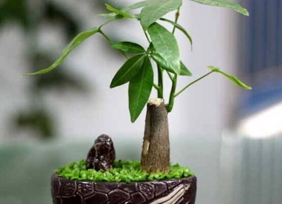發財樹的種植方法,做好這六點生長的枝繁葉茂、健壯美觀
