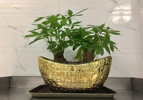 發財樹的種植方法,做好這六點生長的枝繁葉茂、健壯美觀