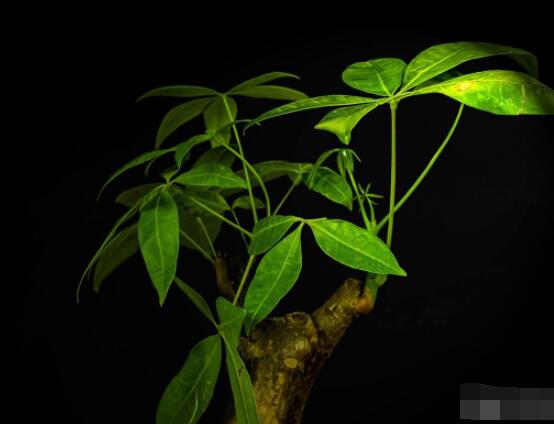 發財樹的種植方法,做好這六點生長的枝繁葉茂、健壯美觀