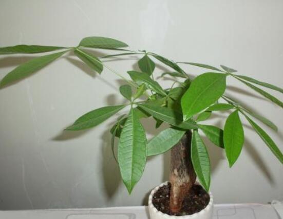發財樹的種植方法,做好這六點生長的枝繁葉茂、健壯美觀