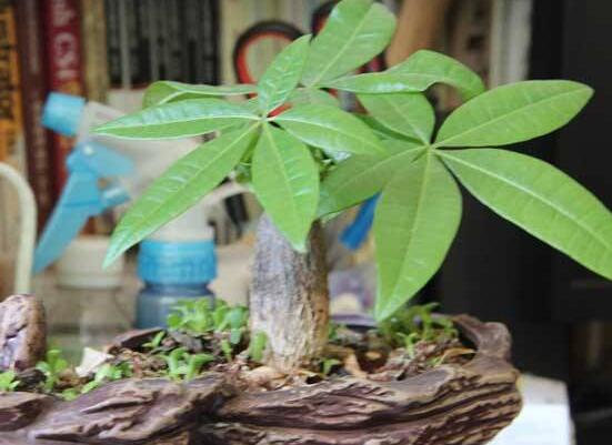 發財樹的種植方法,做好這六點生長的枝繁葉茂、健壯美觀