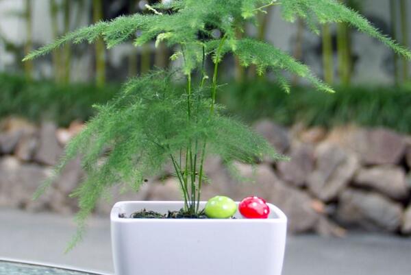 文竹的養(yǎng)殖方法,讓文竹長的茂盛的5大要點