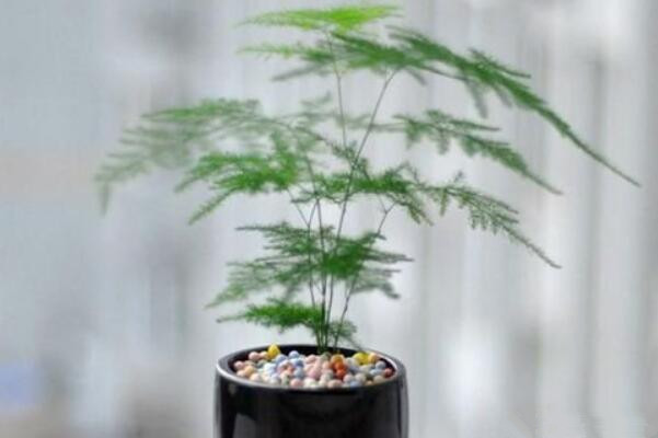 文竹的養(yǎng)殖方法,讓文竹長的茂盛的5大要點